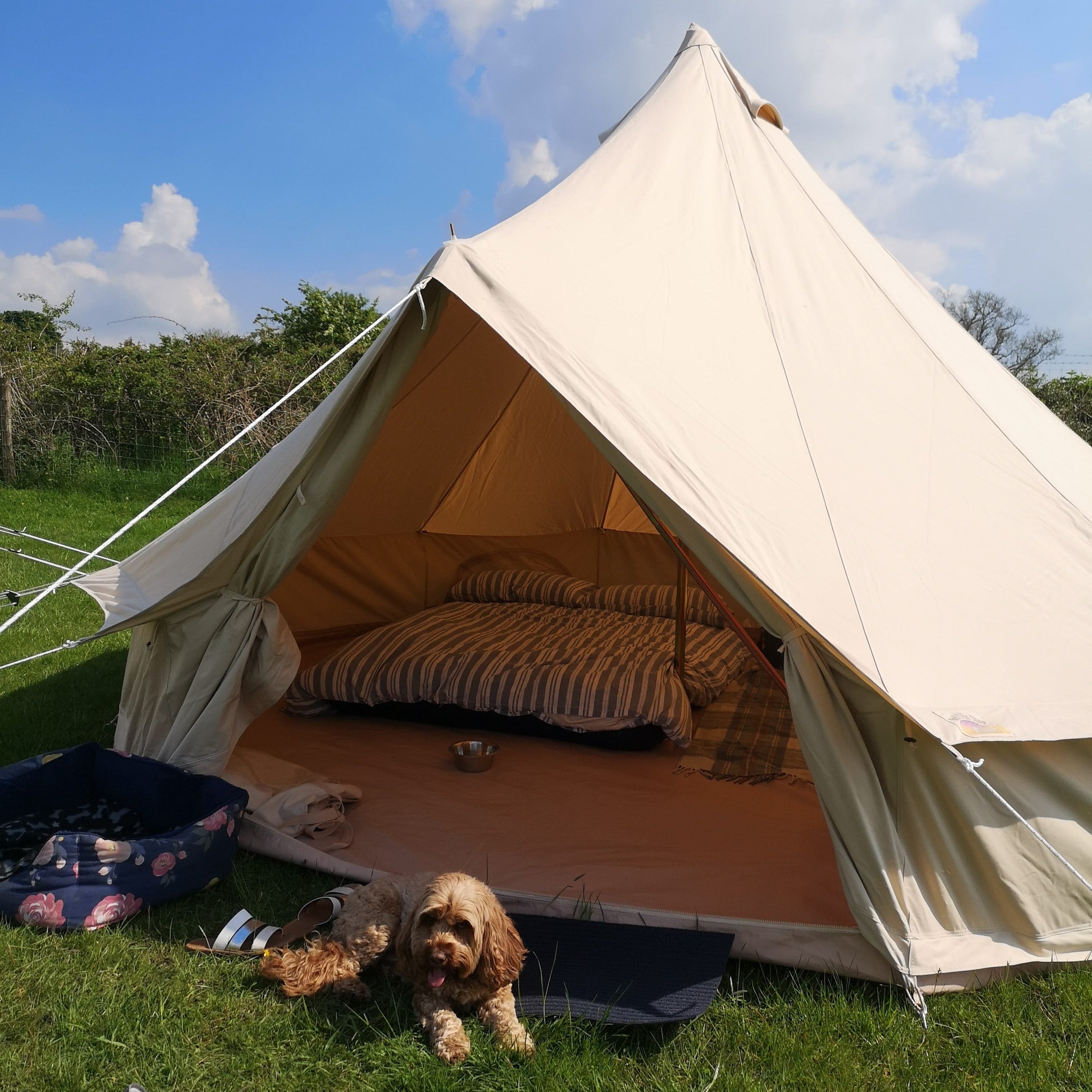 Bell Tent Camping With A Dog